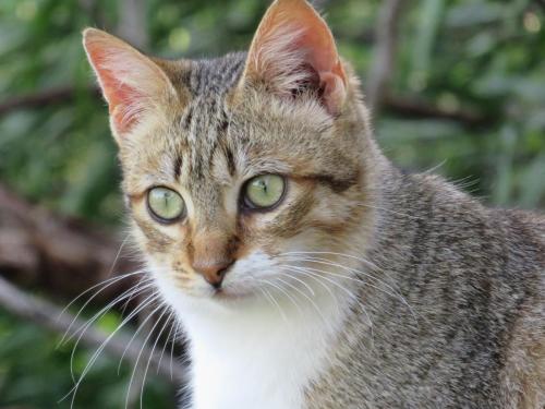 Gatos en adopción